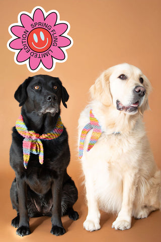 Pupperchief Dog Scarf Knit Kit